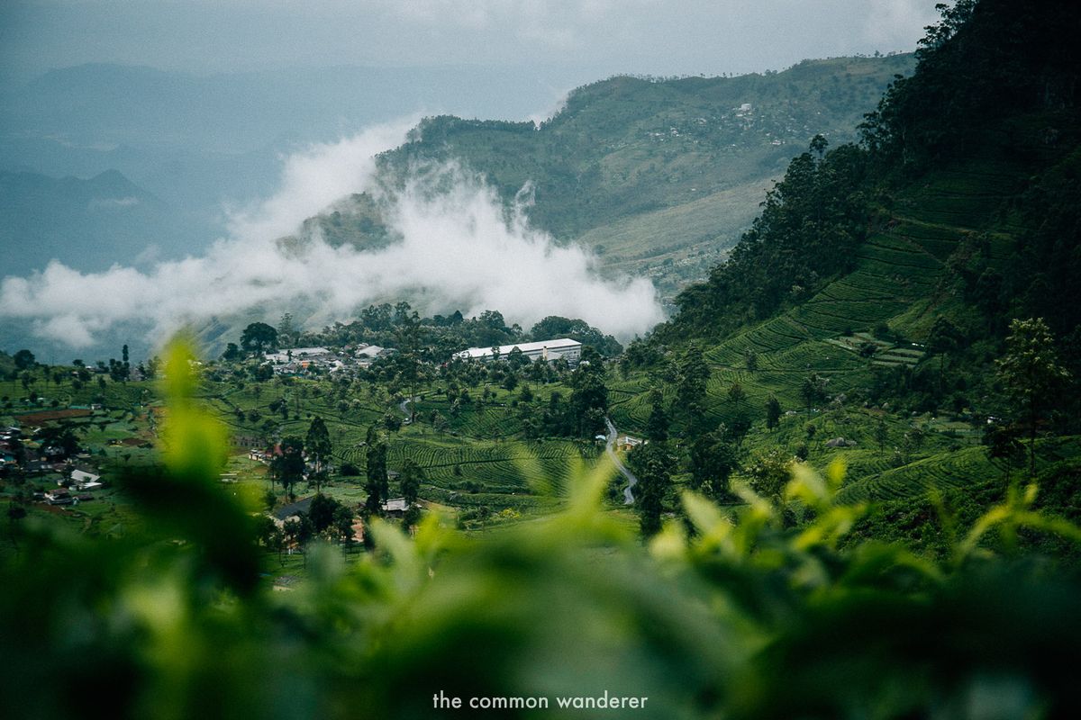 Tea country above Nuwara Eliya